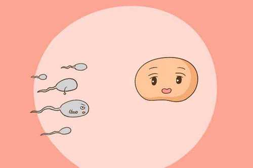 合肥靠谱供卵，合肥有做供卵的医院：合肥试管婴儿供卵医院有吗