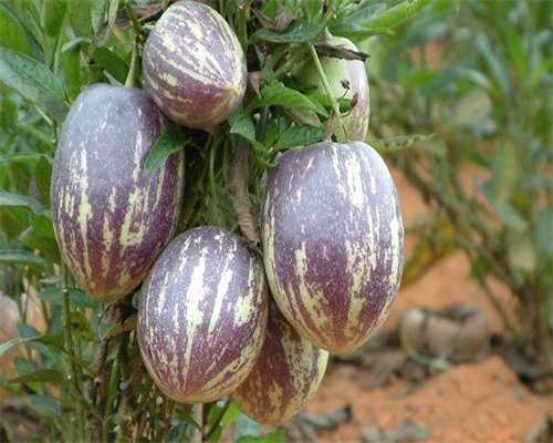 胚胎移植术要几个小时(胚胎移植怎么算孕周)