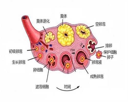 2026江西正规渠道买卵子多少钱?附江西热门供卵机构名单推荐